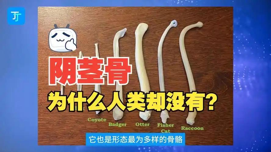 首度捧起新民晚报国际赛女子组冠军！七宝中学的队员，有着这样的理想